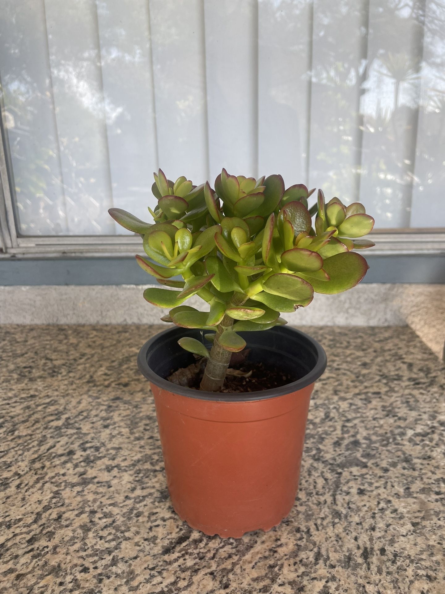 Jade Plant Bonsai