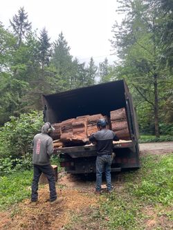 Free cedar firewood