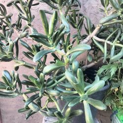 planta