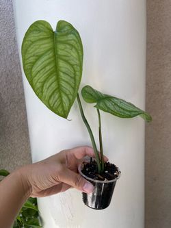 Monstera Siltipecana EL SALVADOR plant