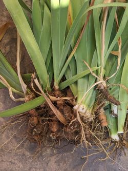 PENDING AM PICK UP Free Iris Plants