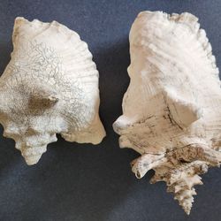 2 Large Conch Shells