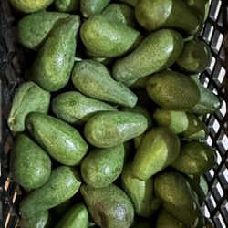 Avocados