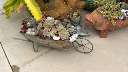 Succulent plants