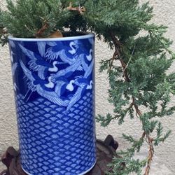 Bonsai Japanese Garden Junipers $55 Each
