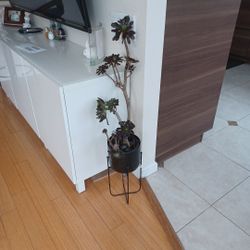 Succulent plant well rooted