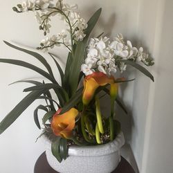 Silk Tree Plant