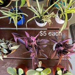 $5 Plants 