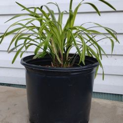 Variegated Liriope Plant 