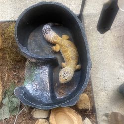 Leopard Gecko 