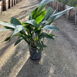 Aspidistra