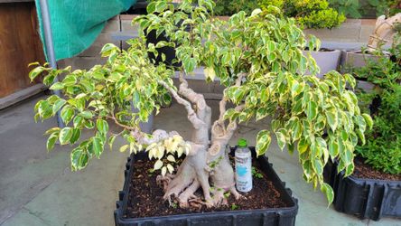 Old variegated ficus bonsai big tree .