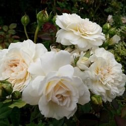 One White Climbing Rose, Sombreuil, Climbing