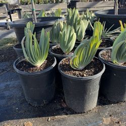 Succulents (read Description)