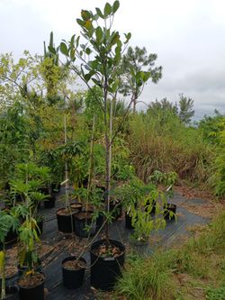Jackfruit tree 15 gallon 8 ft tall
