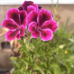 Geraniums  big pot