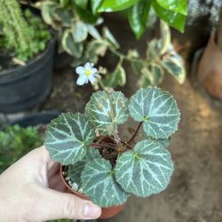 Begonia Strawberry Silver