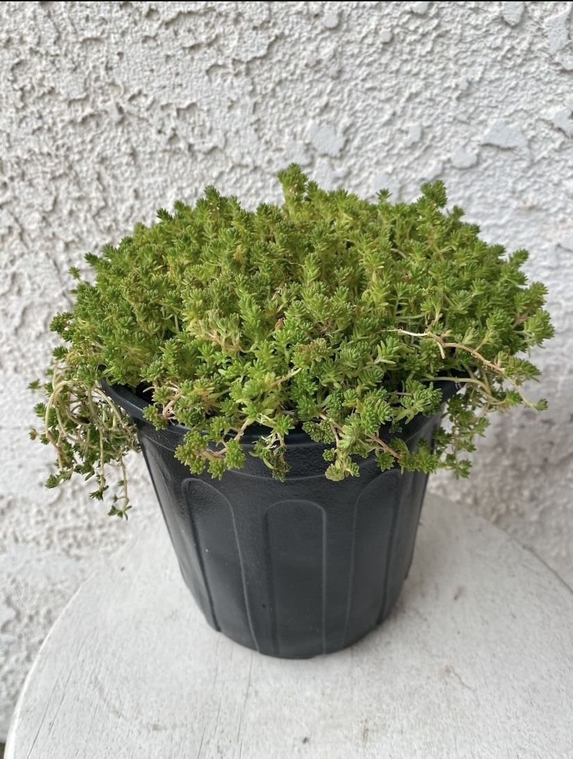 1 Gallon Pot of Succulent Plant - Sedum Acre - Gold Moss - Rooted & Established Plant - Drought Resistant - 🪴
