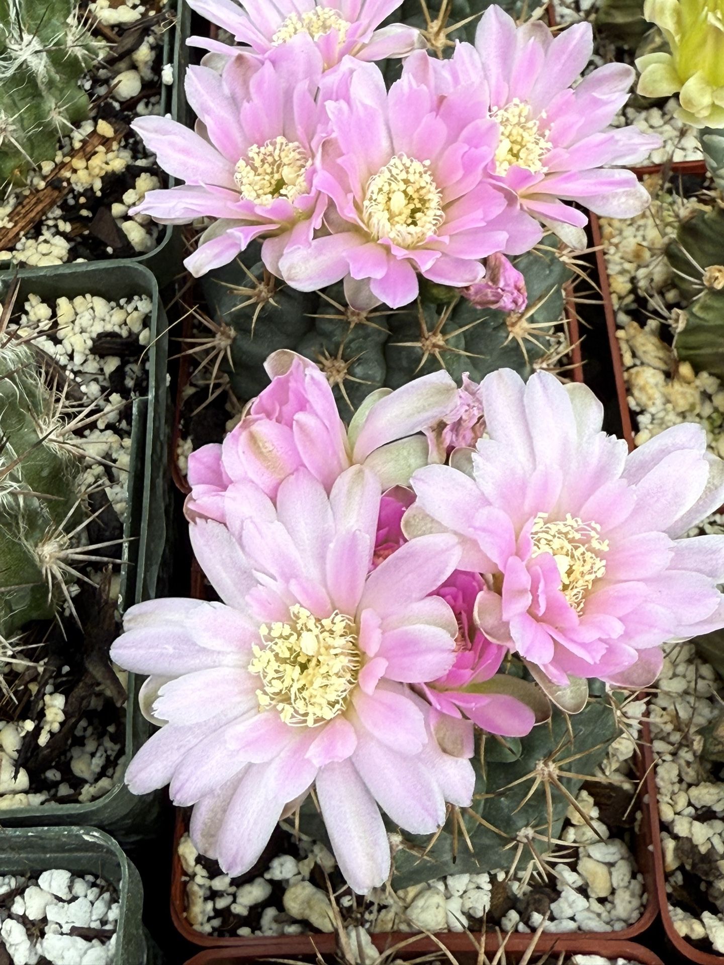 Rare Cacti And Succulents Plant Sale