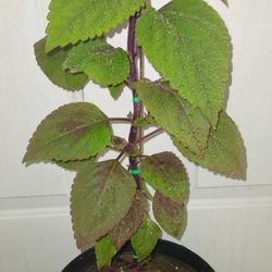 Coleus Plants 