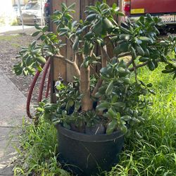 Huge Jade Succulent Plant $10