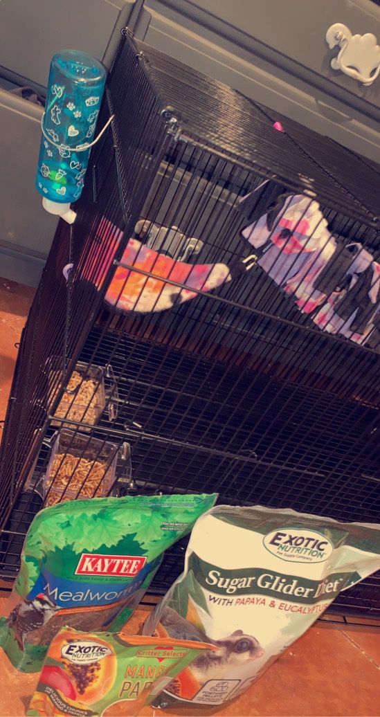 Sugar Glider Cage, Food, Treats, Accessories, Does Not Include Sugar Glider 