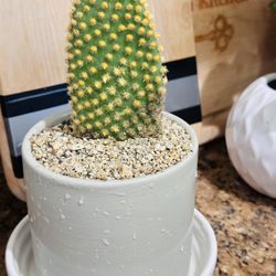 Bunny Cactus With Ceramic Pot
