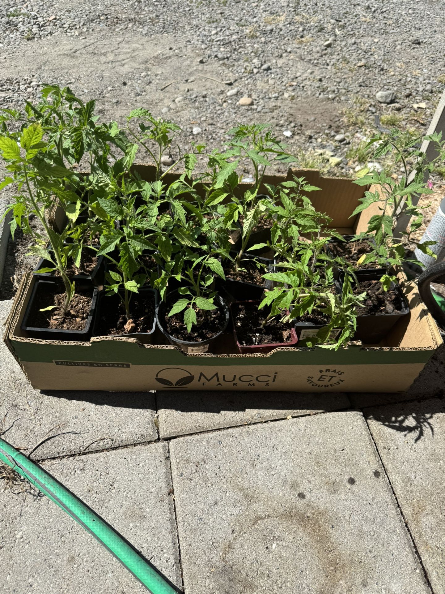 tomato Plants 🌱