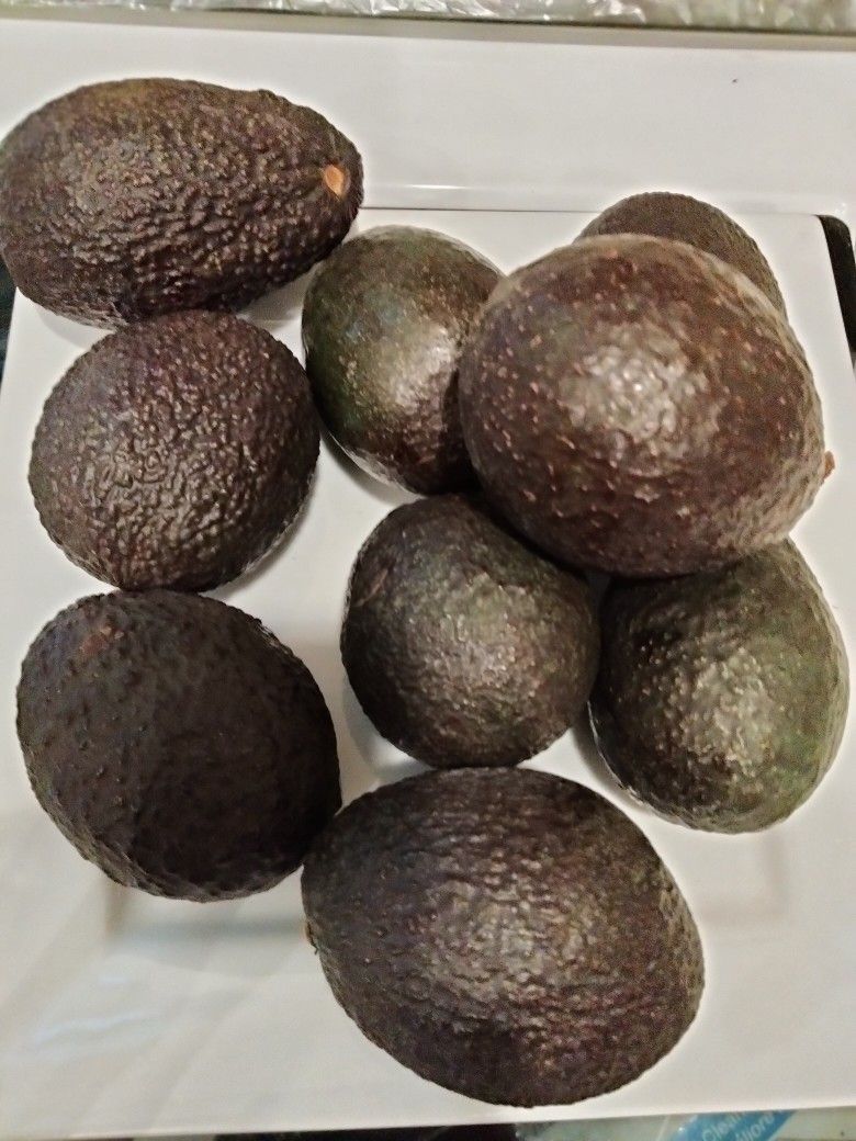 Hass Large Avocados