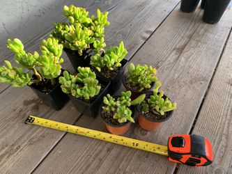 Crassula Ovata aka 'Ogre Ears'