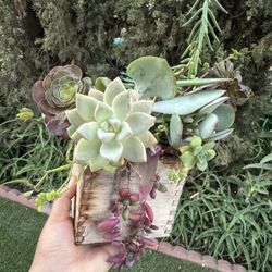 Cute Succulents 