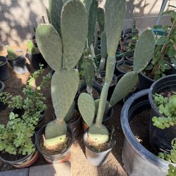 Cactus Plans $15 Each