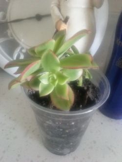 kiwi plant succulent