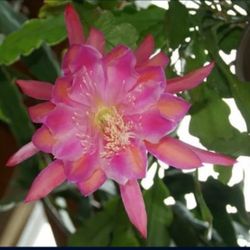 Orchid Cactus- Epiphyllum -Monastery Garden-Potted  