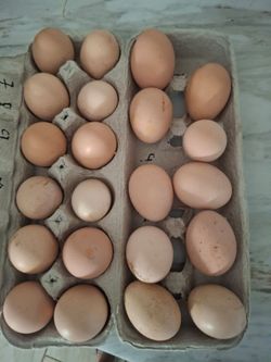 Eggs