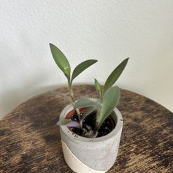 Purple Heart Wandering Dude Tradescantia Plant 