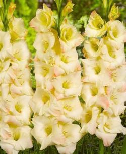 Gladiolus flowers