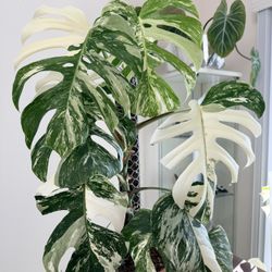 Monstera Albo 