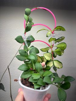 5 trellises $5
