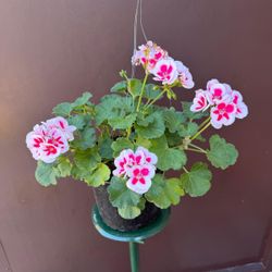 8” geranium plant 