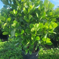 Beautiful Clusias Plants For Inmediate Privacy!!! About 4 Feet Tall!!! Fertilized 