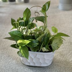 Stunning Pothos Display In Ceramic Pot
