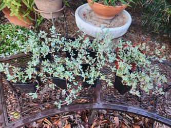 Succulent Ground Cover
