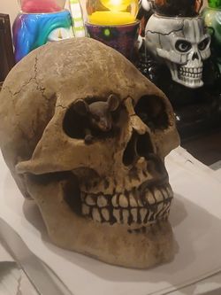 Human skull