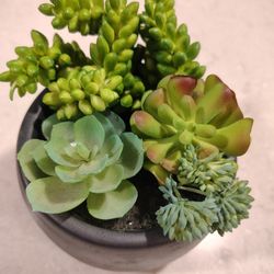 Decor Plant In Spring Hill