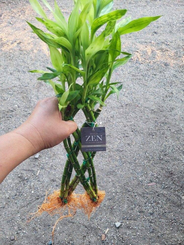 Lucky Bamboo Plant In Water$5 Each