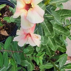 Rosas Del Desierto For Sale 