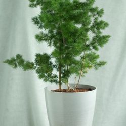Ming fern Asparagus Retrofractus