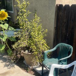 Big Succulent With The Big Pot you Can Make A Lot Of Plants Out Of This