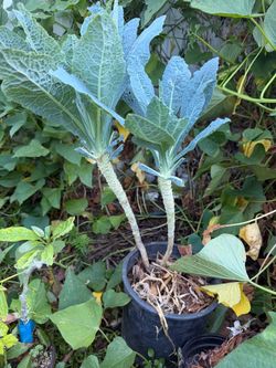 Fresh Kale Plants –